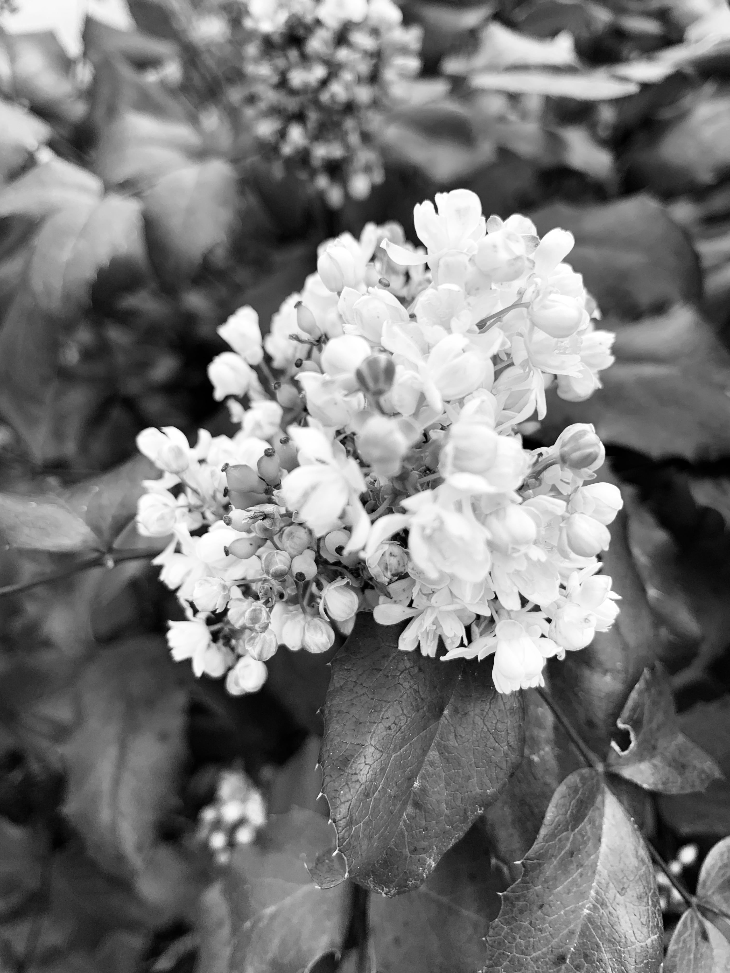 IMG_2686